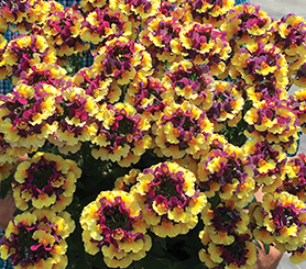 Nemesia Rhubarb and Custard
