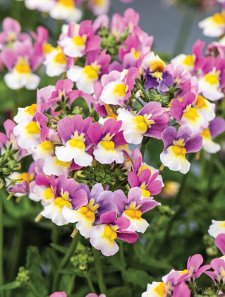 Nemesia Sweet Surprise Pink Cream Yellow