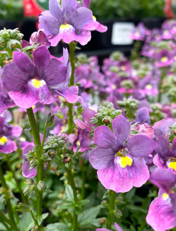 Nemesia Sweet Surprise Purple Yellow