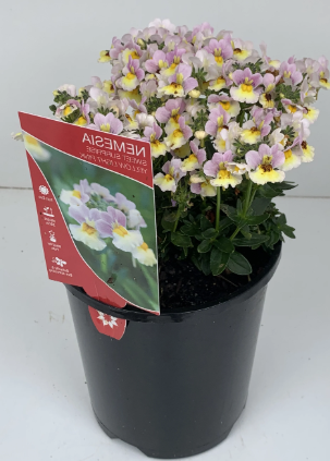 Nemesia Sweet Surprise Yellow Light Pink