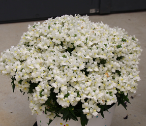Nemesia Vanilla Slice