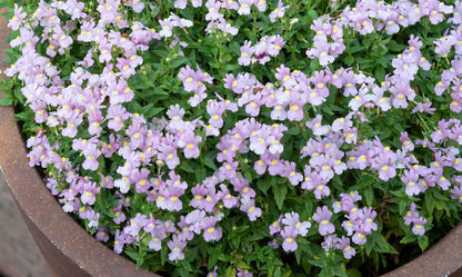 Nemesia ‘Confetti Blush’