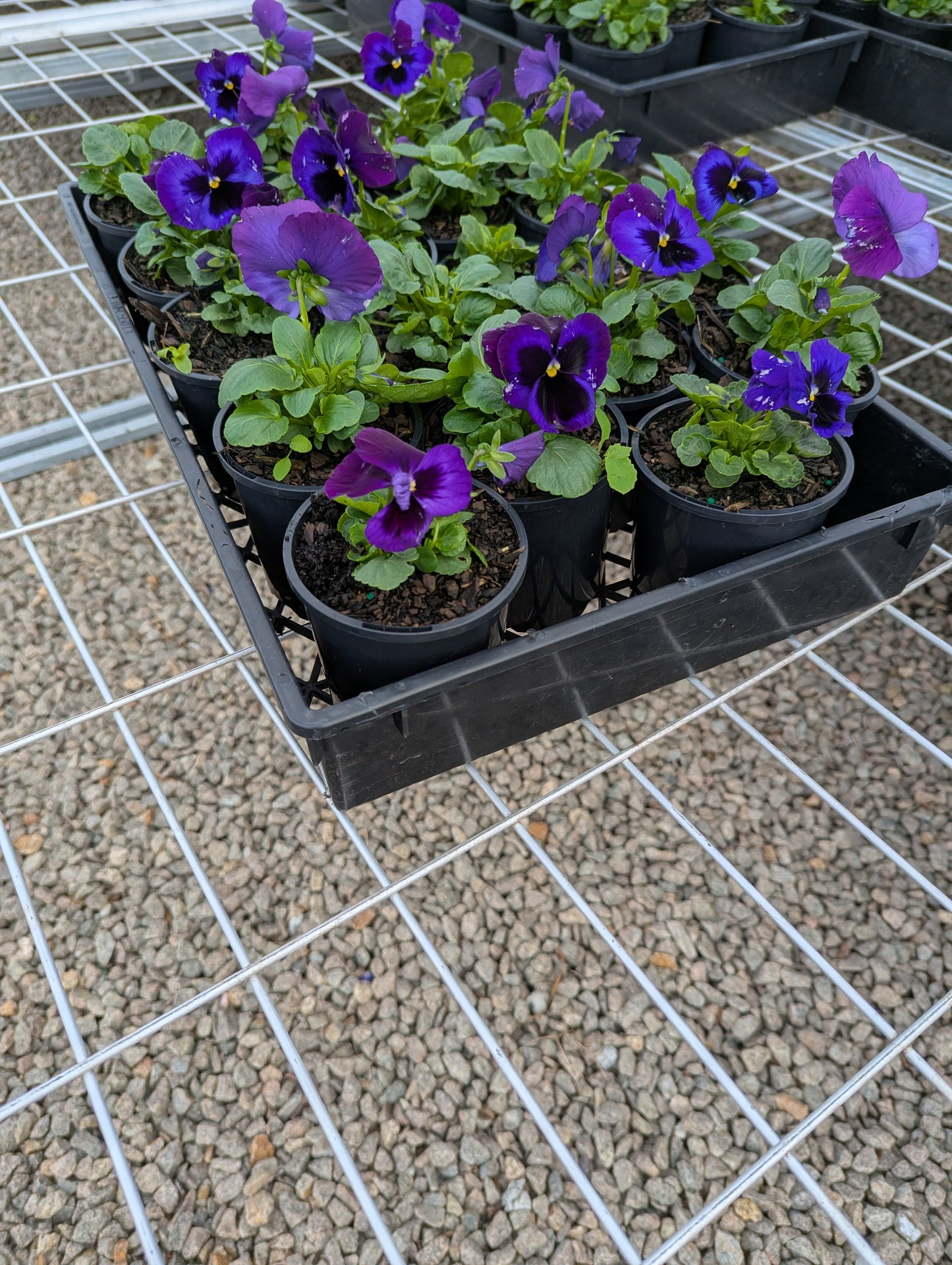 Pansy spp. Neon Violet