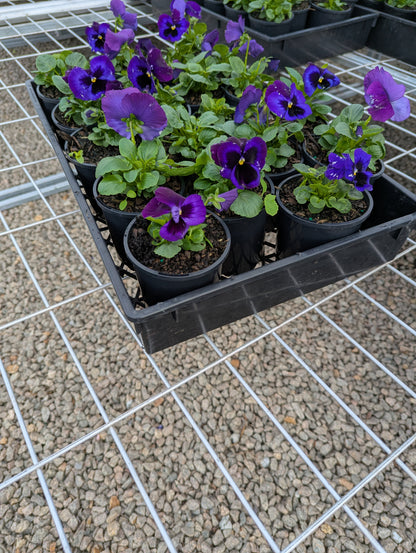 Pansy spp. Neon Violet