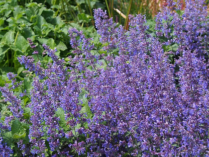 Nepeta Six Hill Giant