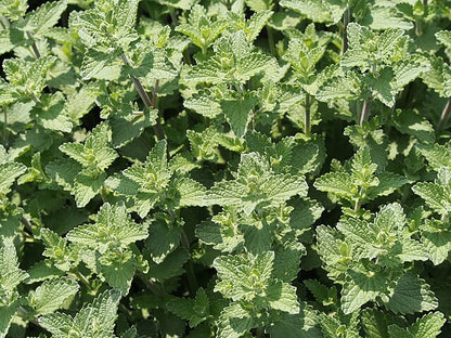 Nepeta Six Hill Giant