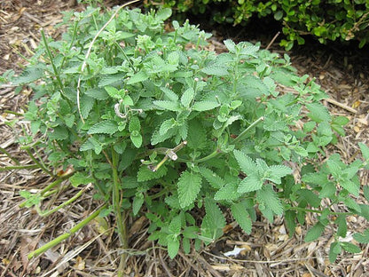 Nepeta Walker's Blue