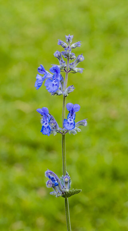 Nepeta Walker's Blue