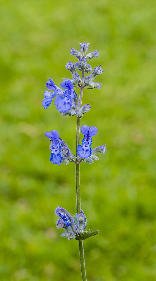 Nepeta Walker's Blue