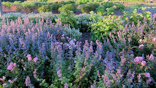 Nepeta Walkers Low