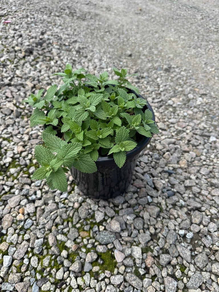 the plant broker