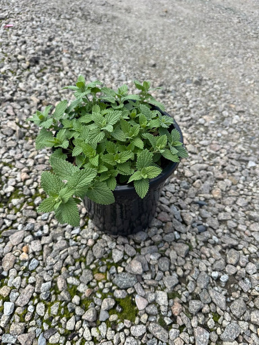 Nepeta cataria 'Nova Blue'