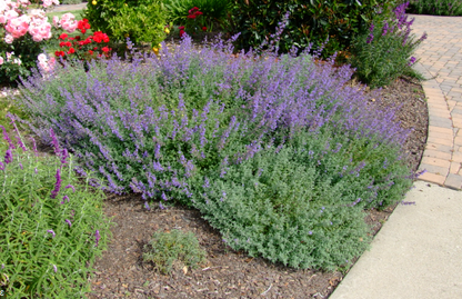 Nepeta x faassenii 'Dropmore'