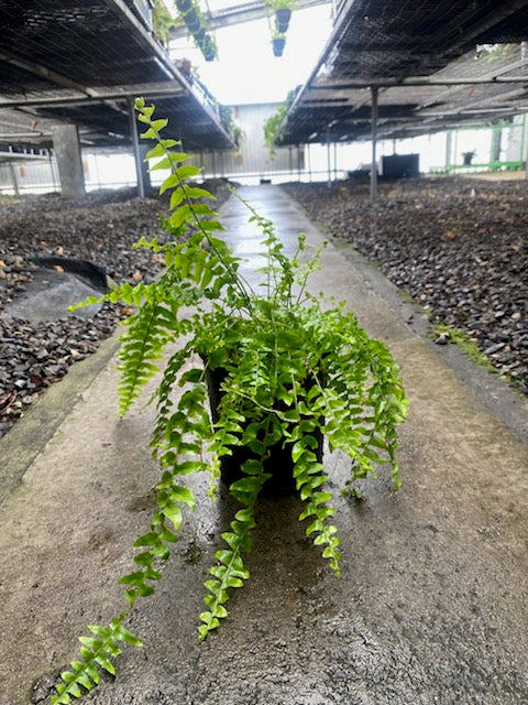 the plant broker