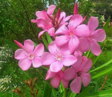 Nerium oleander Cerise