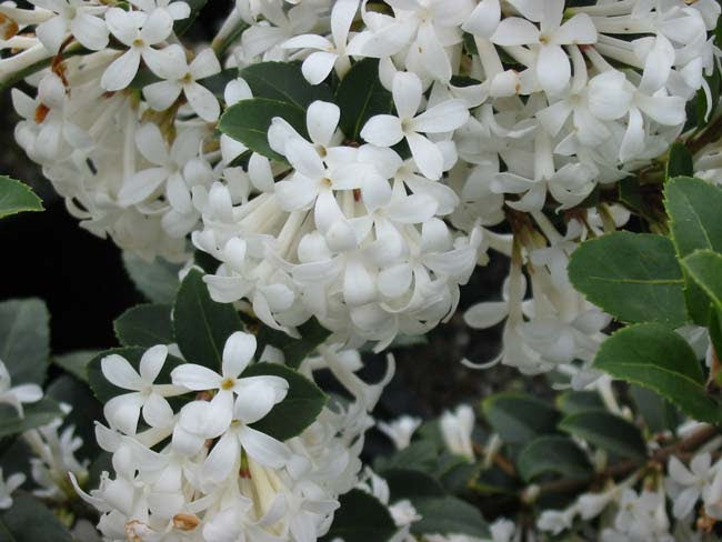 the plant broker