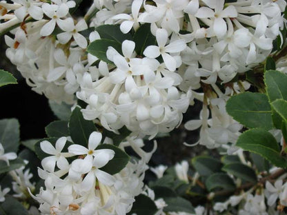 Osmanthus Heaven Scent