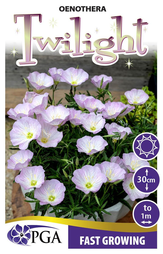 Oenothera ‘Twilight’