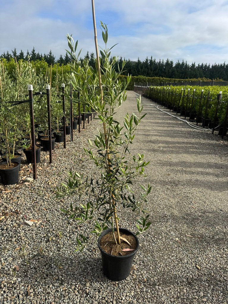 the plant broker