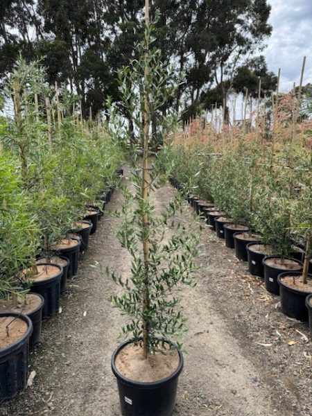 Olea europaea Bambalina