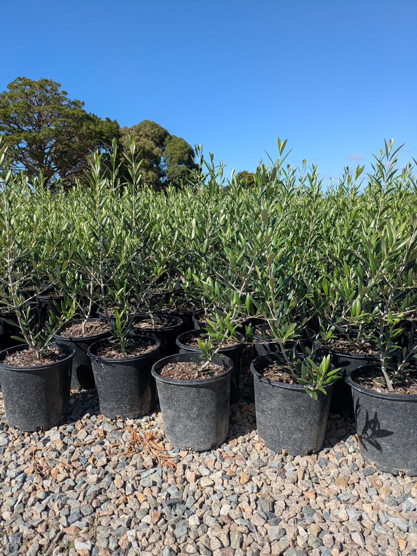 Olea europaea 'Garden Harvest'