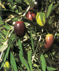 Olea europaea Mission