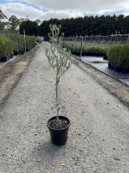 Olea europaea Mission