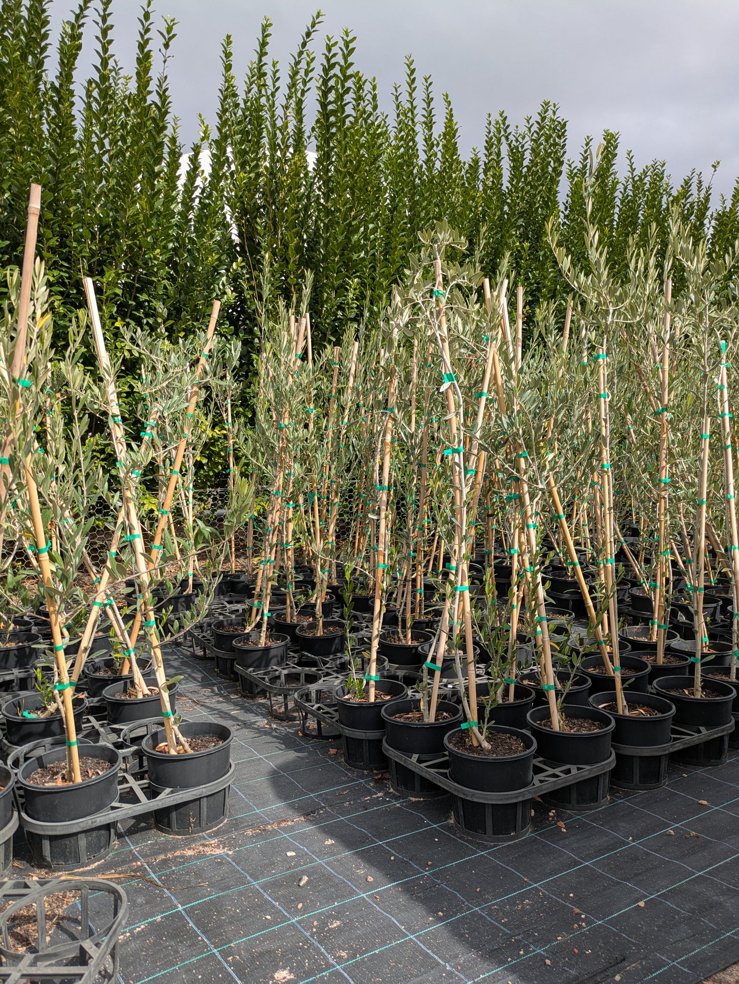 Olea europaea Mission