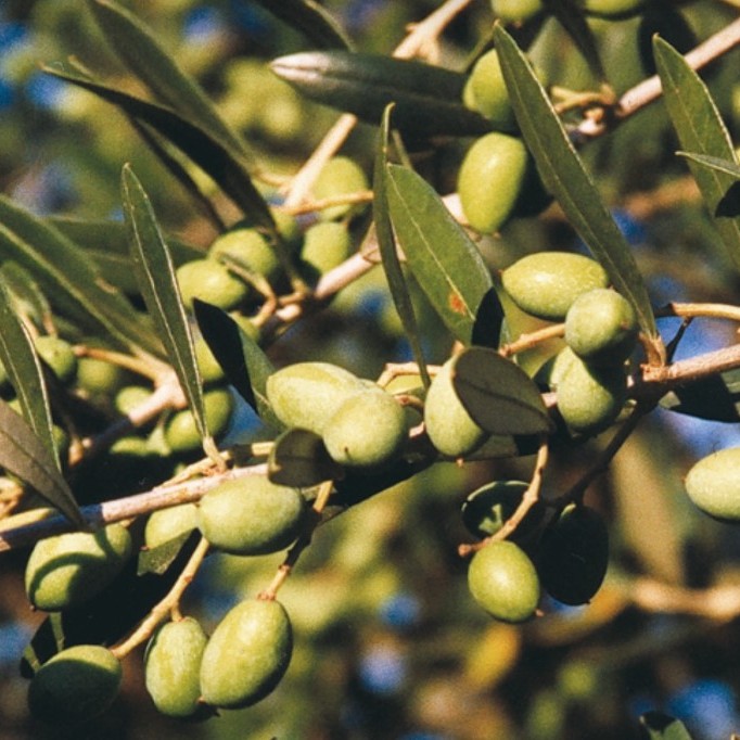 Olea europaea New Norcia Mission