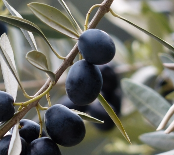 Olive - Olea europaea Paragon