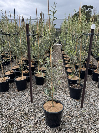 Olea europaea 'Del Morocco'
