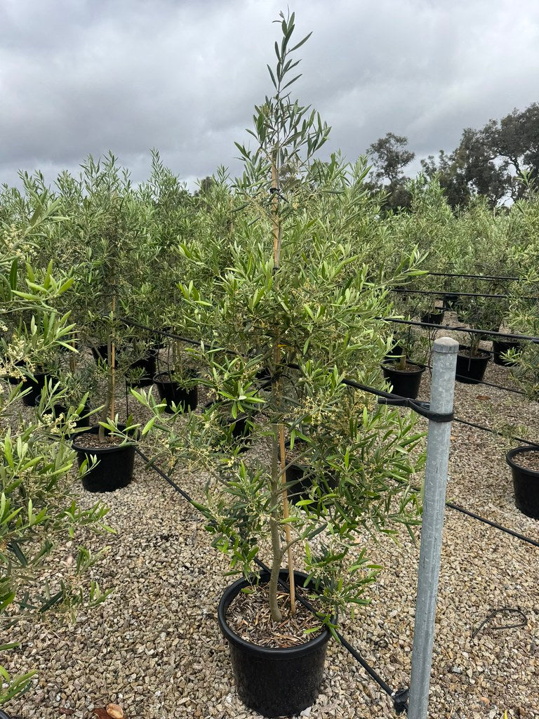 the plant broker