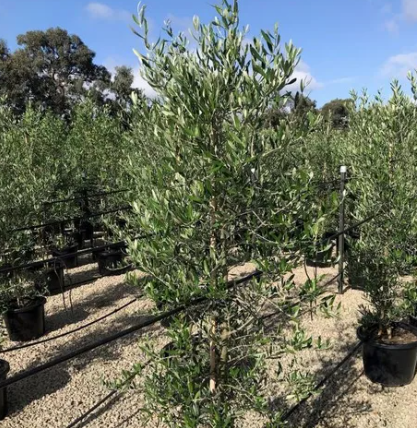 Olea europaea 'Garden Harvest'