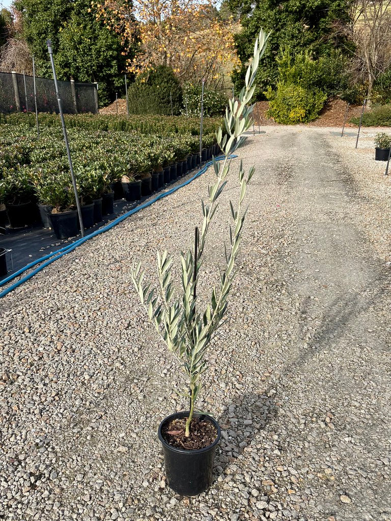 Olea europaea 'Picholine'
