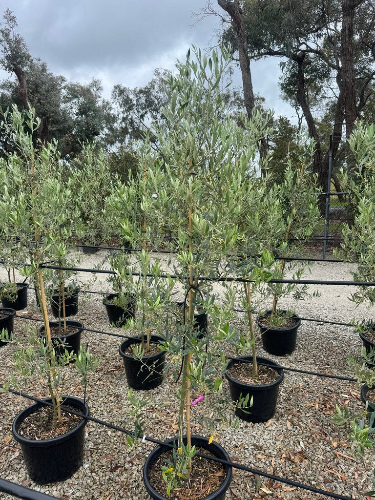 Olea europaea 'Picholine'
