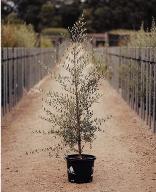 Olea europaea 'Tolleys Upright'