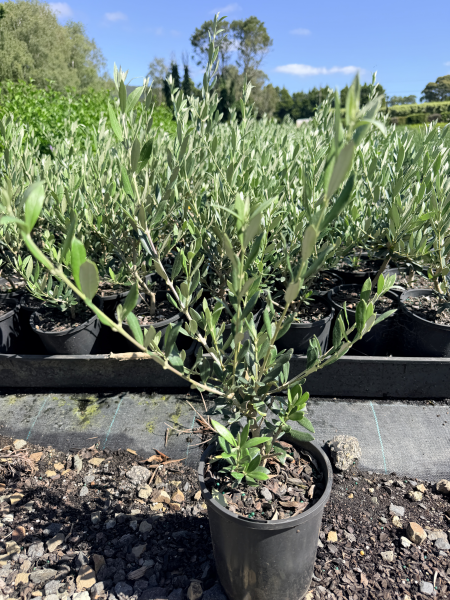 the plant broker