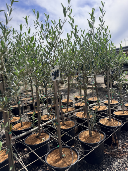 Olive - Olea europaea Californian Queen UC13A6