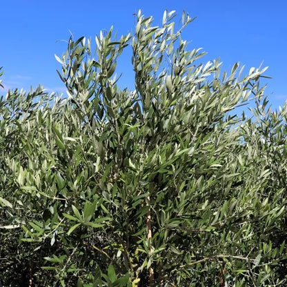 Olive - Olea europaea Kalamata