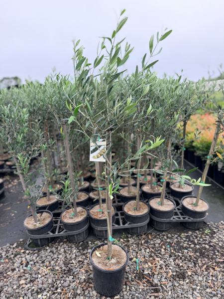 Olive - Olea europaea Manzanillo