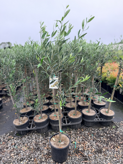 Olive - Olea europaea Manzanillo