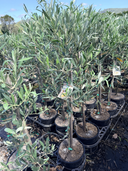 Olive - Olea europaea Nab Tamri