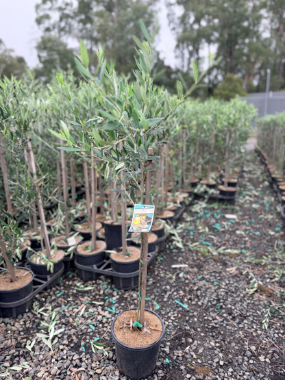 Olive - Olea europaea Paragon
