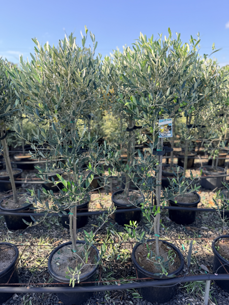 the plant broker