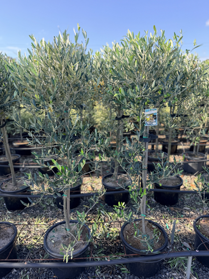 Olive - Olea europaea Paragon