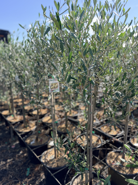 Olive - Olea europaea Spanish Queen