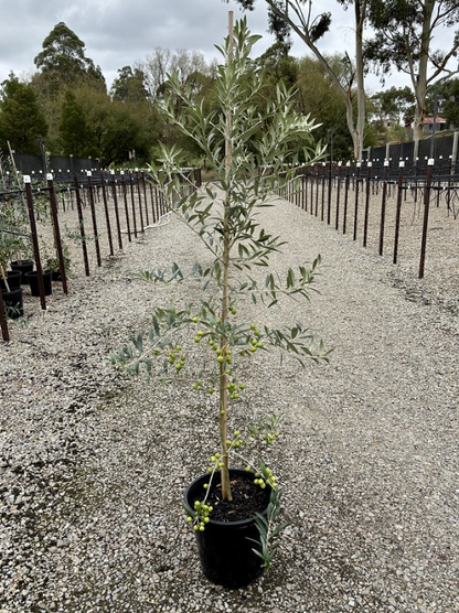 Olea europaea 'Garden Harvest'
