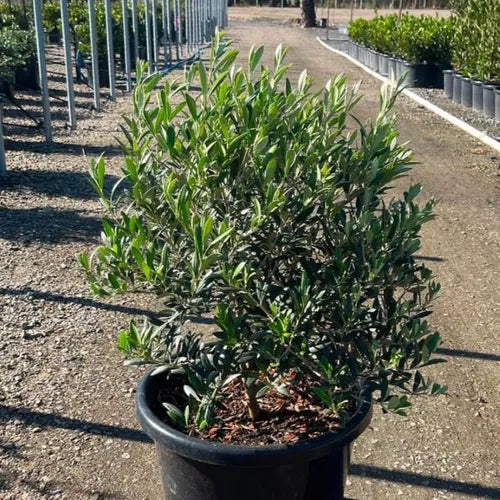 Olea europaea 'Garden Harvest'