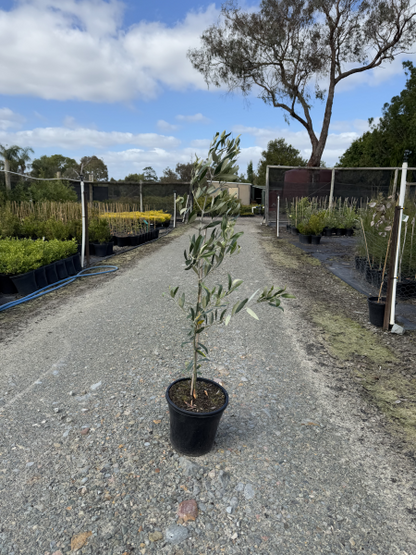 Olea europaea Jumbo Kalamata