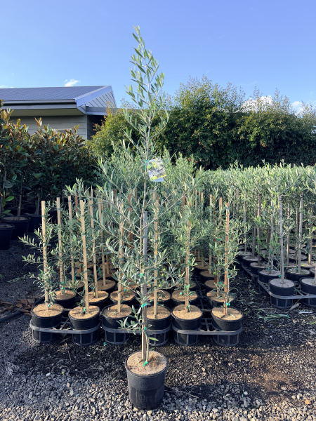 the plant broker